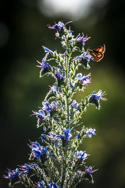 Bugloss Víbora Con Mariposa Contraluz —  Fotos de Stock