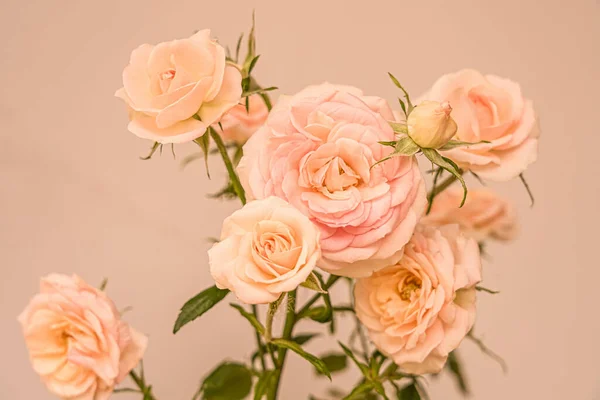 Closeup Das Flores Cor Rosa Bonitas Delicadas Florescidas — Fotografia de Stock