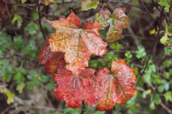 Gros Plan Feuilles Érable Couvertes Goutte Rosée — Photo