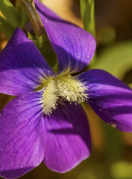 Крупним Планом Знімок Фіолетово Блакитного Фіолетового Кольору Viola Cucullata Сонці — стокове фото