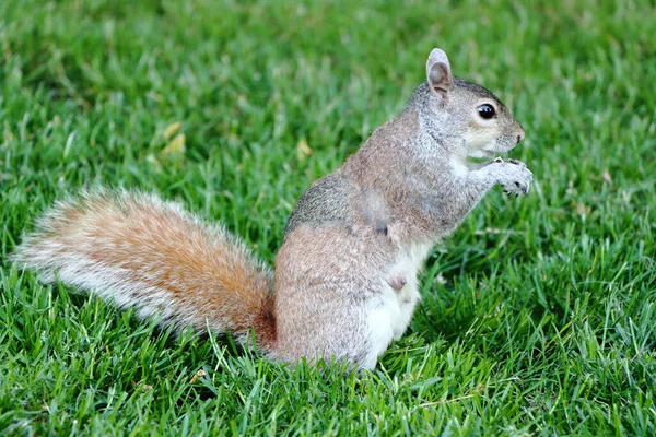 Söt Östlig Grå Ekorre Skogen Äter Nötter Medan Sitter Gräset — Stockfoto