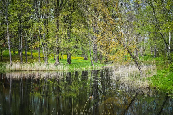 Beautiful View Spring Forest Lake Green Trees — Stockfoto