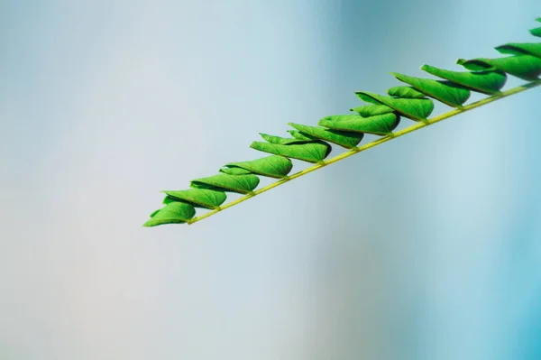 Una Hermosa Vista Las Hojas Verdes Planta Sobre Fondo Borroso — Foto de Stock