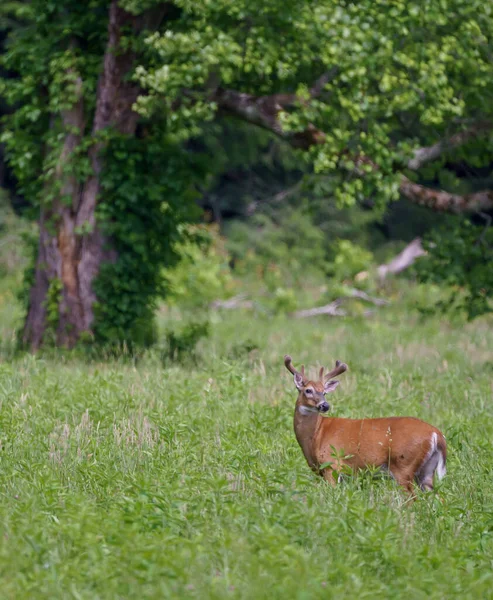 Graceful Deer Forest Sunny Day — Stock Photo, Image