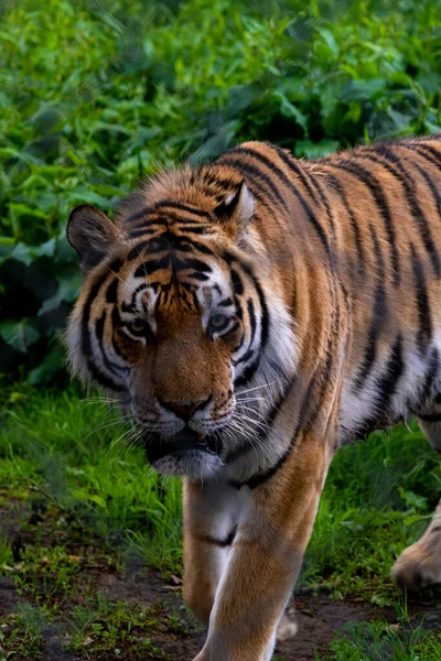 Ένα Κάθετο Πλάνο Μιας Όμορφης Τίγρης Έξω Στο Πράσινο Γρασίδι — Φωτογραφία Αρχείου