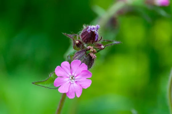 Närbild Lila Och Violett Silene Blomma Grön Bakgrund — Stockfoto