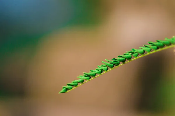 Gyönyörű Kilátás Nyílik Zöld Levelek Növény Homályos Háttér — Stock Fotó