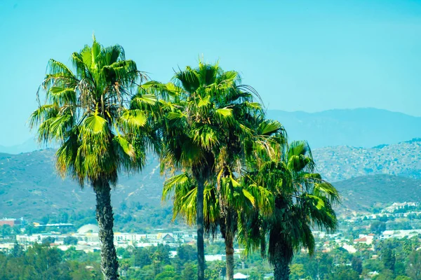 Selective Focus Shot Palms Sun — Stock Photo, Image