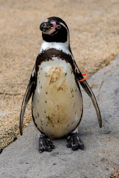 Colpo Verticale Simpatico Pinguino Africano All Aperto — Foto Stock