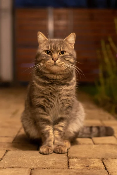 庭の地面に座っているふわふわの灰色の猫の閉鎖 — ストック写真