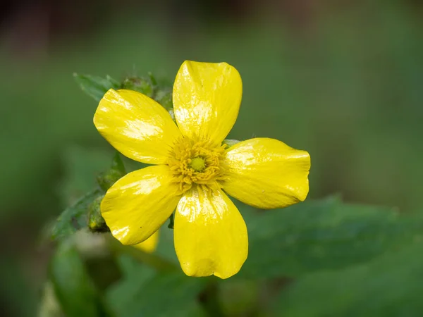 Uma Vista Superior Uma Flor Buttercup Ilha Tenerife Espanha — Fotografia de Stock