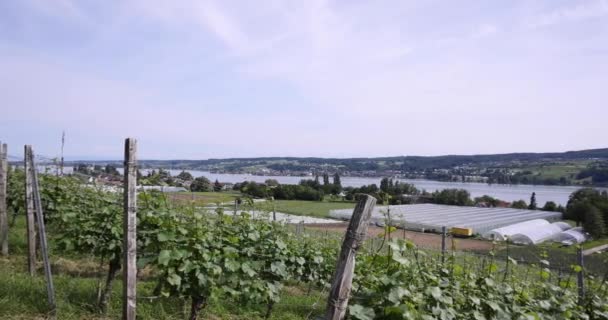 Vista Sul Vigneto Immerso Nel Verde — Video Stock