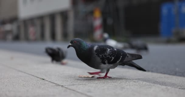 ハトが地面に食べ — ストック動画