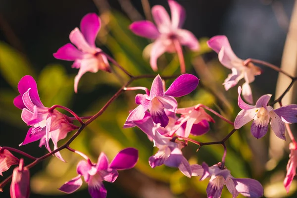 Närbild Vackra Lila Filippinska Marken Orkidéer Tunna Grenar Varm Sommardag — Stockfoto