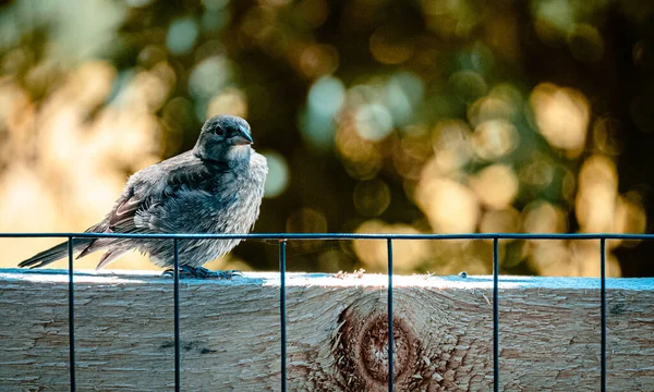 Piękny Widok Małego Ptaszka Siedzącego Kamieniu Polu Rozmytym Tle — Zdjęcie stockowe