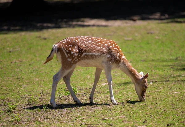 Ein Niedliches Kleines Reh Auf Einer Wiese — Stockfoto