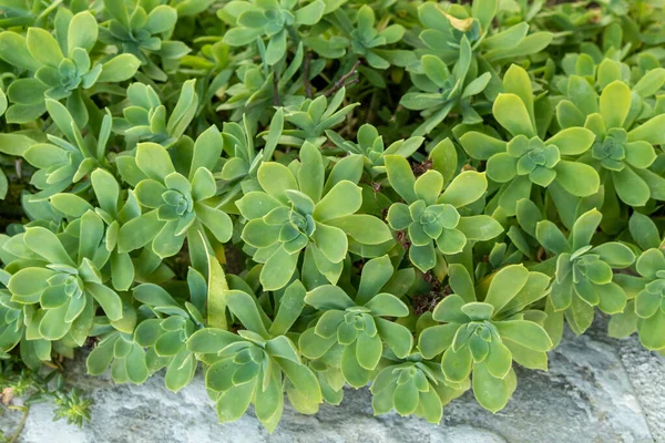 Una Vista Cerca Planta Con Diminutas Hojas Verdes Creciendo Campo — Foto de Stock