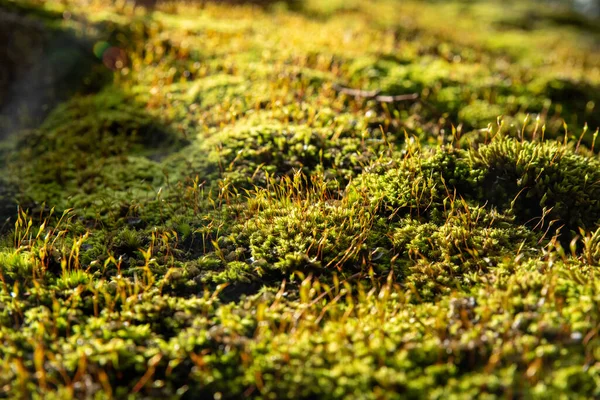 Ett Trä Täckt Med Grön Mossa Skogen — Stockfoto