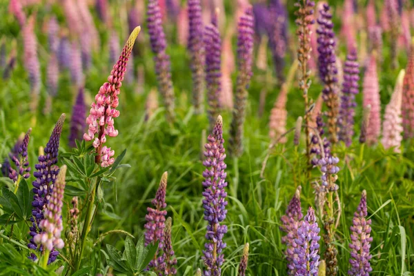 Une Belle Photo Lupin Poussant Tasmanie Australie — Photo