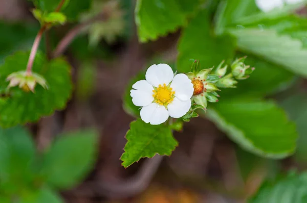 Closeup Shot White Strawberry Flower Blurred Background — Stock Photo, Image