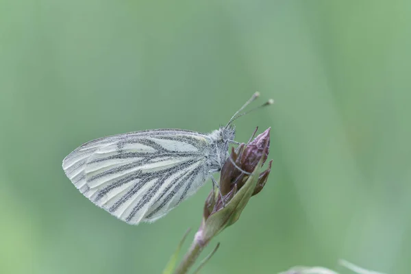 Een Tuin Witte Vlinder Een Bloem Knop — Stockfoto