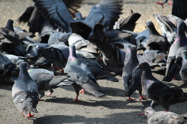 Kocaman Bir Güvercin Sürüsü Parlak Güneş Işığı Altında Caddede Toplandı — Stok fotoğraf