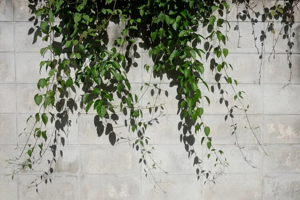 Ivy Grimpant Sur Mur Chiang Mai Thaïlande — Photo