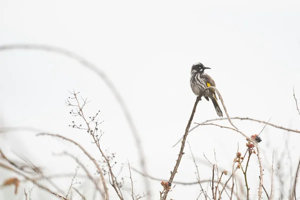 Segelas Honeyeater New Holland Pantai Timur Tasmania Australia — Stok Foto