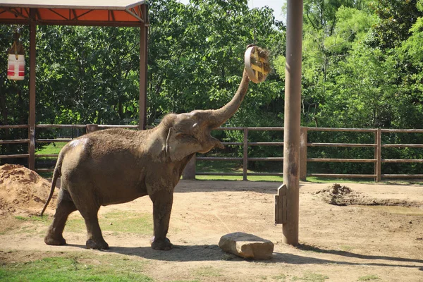 Ein Niedlicher Glücklicher Elefant Der Einem Sonnigen Tag Mit Offenem — Stockfoto