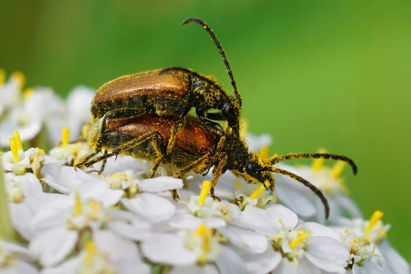 Närbild Pollen Täckt Fairy Ring Långhorn Skalbaggar Parning Den Gemensamma — Stockfoto