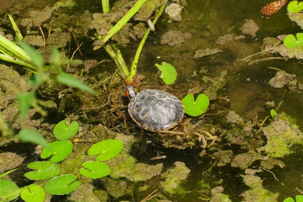 Uma Pequena Tartaruga Nadando Uma Lagoa Cercada Por Folhas — Fotografia de Stock