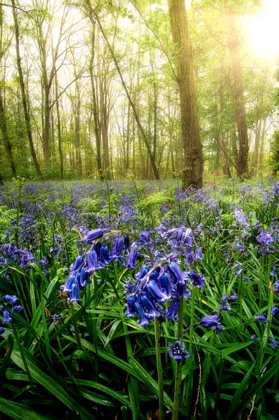 Pionowe Ujęcie Pospolitych Bluebell Kwiaty Lesie — Zdjęcie stockowe