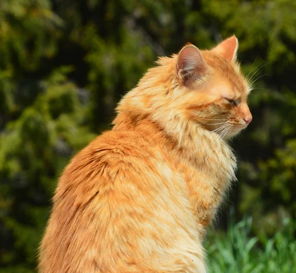 배경에 대하여 오렌지 고양이의 선택적 — 스톡 사진