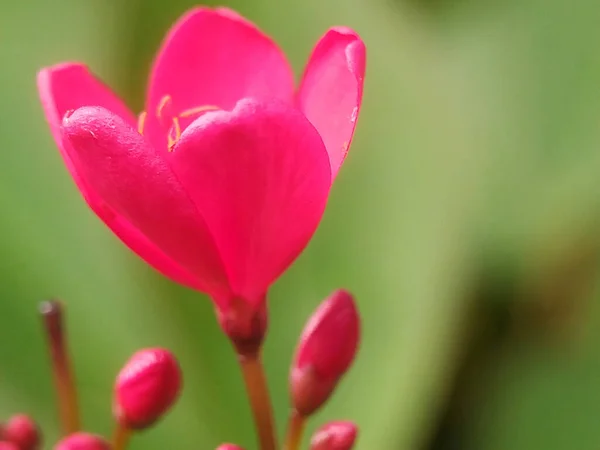 Primer Plano Una Pequeña Flor Rosa Con Brotes —  Fotos de Stock