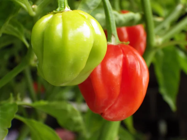 Close Vermelho Verde Habanero Pimentas Crescendo Arbusto — Fotografia de Stock