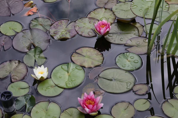 水面に浮かぶ美しい睡蓮の花 — ストック写真