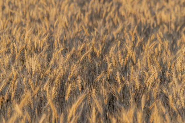 Ένα Χρυσαφένιο Χωράφι Σιτάρι Κατά Διάρκεια Του Ηλιοβασιλέματος Στην Κοιλάδα — Φωτογραφία Αρχείου