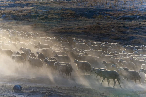 Een Kudde Witte Schapen Grazend Uitgestrekte Landschappen — Stockfoto