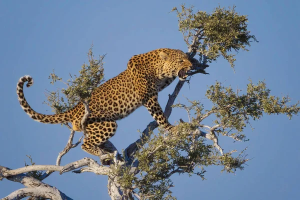 Leopardo Africano Rugindo Agressivamente Galho Árvore Sob Céu — Fotografia de Stock