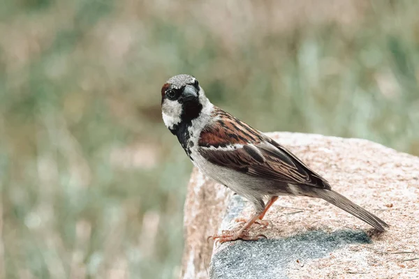 Une Belle Vue Minuscule Oiseau Assis Sur Pierre Dans Champ — Photo