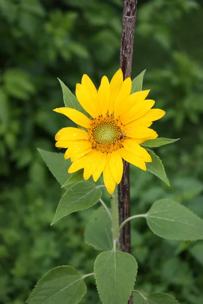 Plano Vertical Hermoso Girasol Amarillo Jardín —  Fotos de Stock