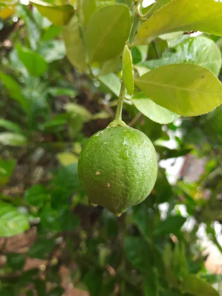 Enfoque Selectivo Una Cal Fresca Orgánica Con Gotas Agua —  Fotos de Stock