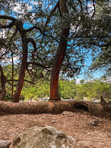 Árbol Crecido Tronco Caído Bosque — Foto de Stock