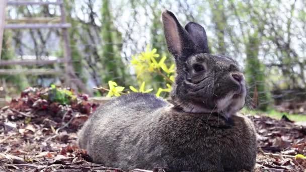 Lapin Dans Jardin — Video