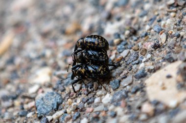 A closeup shot of three Liparus glabrirostris beetles during mating clipart