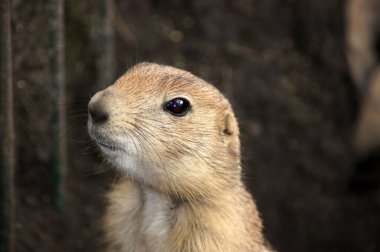 A closeup shot of a fluffy gopher clipart