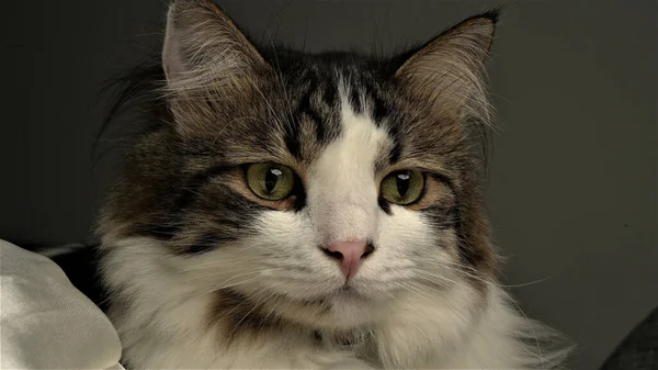 Retrato Gato Bonito Peludo Floresta Norueguesa Com Olhos Verdes — Fotografia de Stock