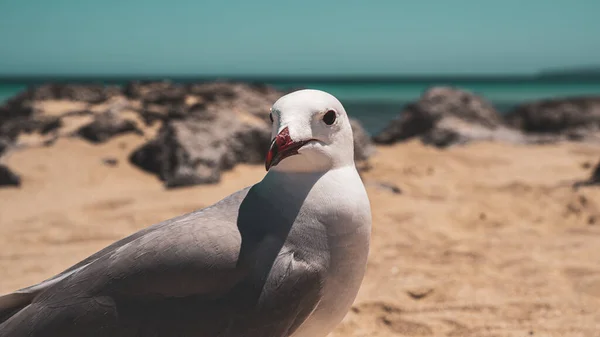 Een Close Shot Van Een Meeuw Neergestreken Een Rots Zeekust — Stockfoto