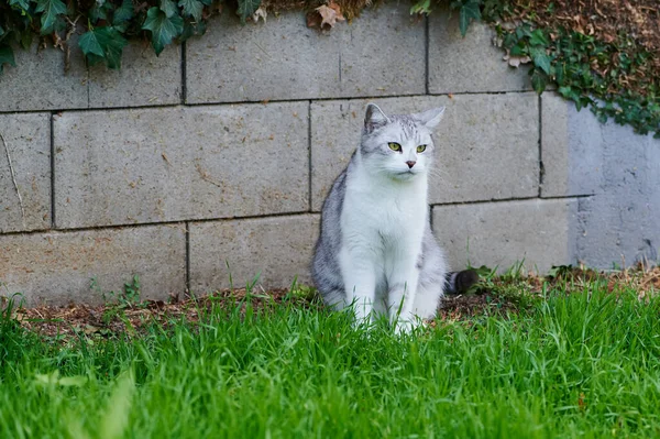 緑の芝生の庭に座っている白と灰色の猫のクローズアップショット — ストック写真