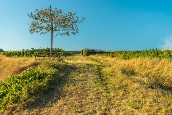 Närbild Ett Träd Som Växer Fältet Dagsljus — Stockfoto